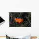 Juvenile Painted Frogfish Seafloor Wall Decal