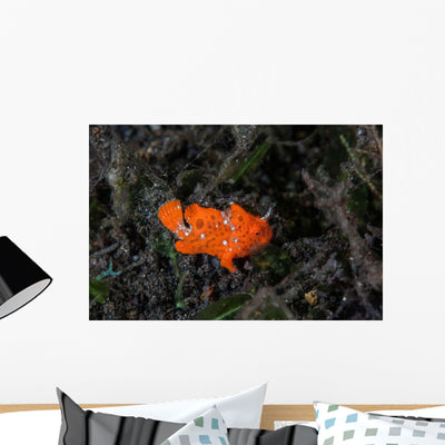Juvenile Painted Frogfish Seafloor Wall Decal shown on a wall
