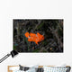 Juvenile Painted Frogfish Seafloor Wall Decal