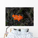 Juvenile Painted Frogfish Seafloor Wall Decal