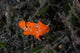 Juvenile Painted Frogfish Seafloor Wall Decal