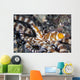 Wonderpus Octopus Lembeh Strait Wall Decal