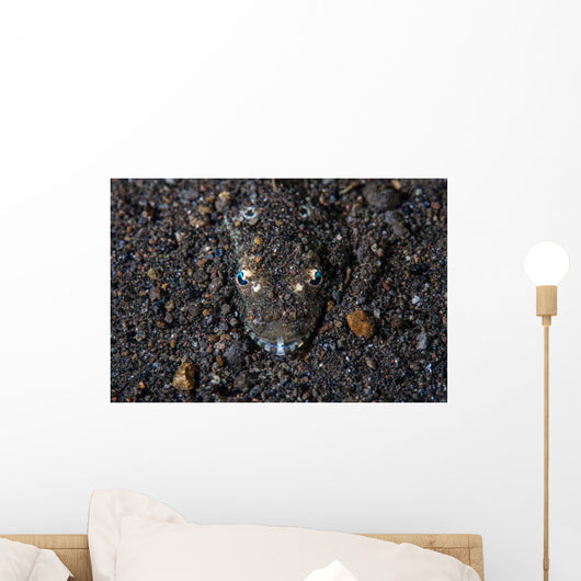 Flathead Fish Camouflages Itself Wall Decal