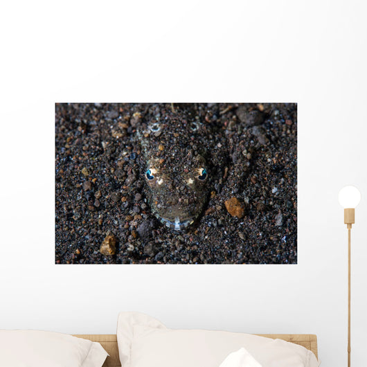 Flathead Fish Camouflages Itself Wall Decal