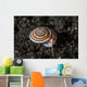 Live Sundial Shell Crawls Wall Decal