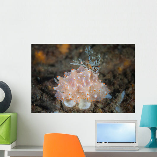 Close-up Beautiful Halgerda Batangas Wall Decal Design 1