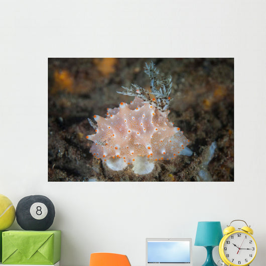 Close-up Beautiful Halgerda Batangas Wall Decal Design 1