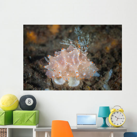 Close-up Beautiful Halgerda Batangas Wall Decal Design 1