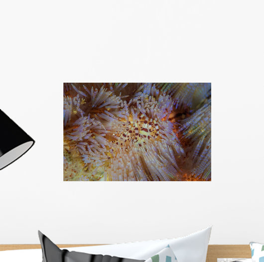 Pair Coleman's Shrimp Live Wall Decal Design 2