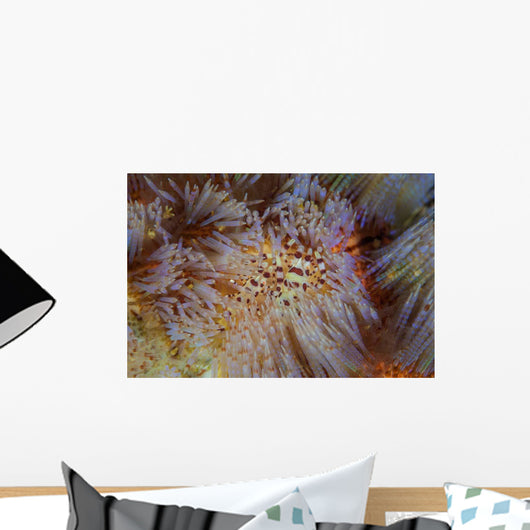Pair Coleman's Shrimp Live Wall Decal Design 2