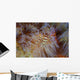 Pair Coleman's Shrimp Live Wall Decal Design 2