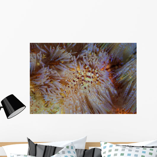 Pair Coleman's Shrimp Live Wall Decal Design 2