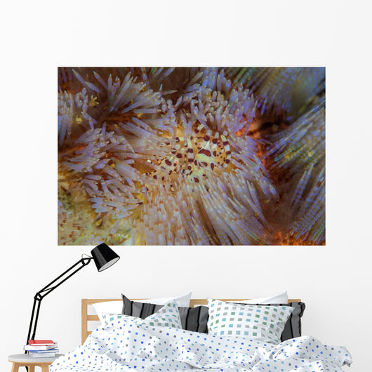 Pair Coleman's Shrimp Live Wall Decal Design 2
