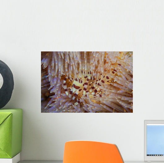 Pair Coleman's Shrimp Live Wall Decal Design 1