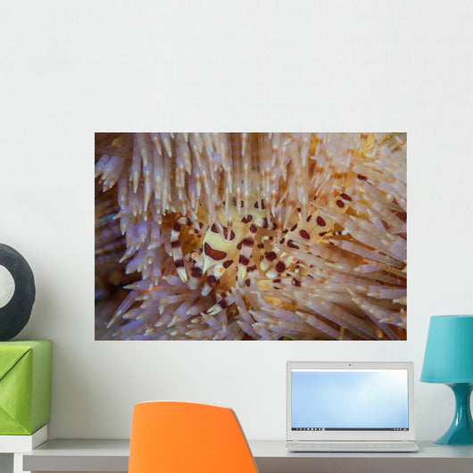 Pair Coleman's Shrimp Live Wall Decal Design 1