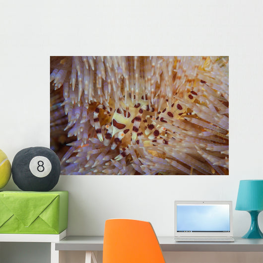 Pair Coleman's Shrimp Live Wall Decal Design 1