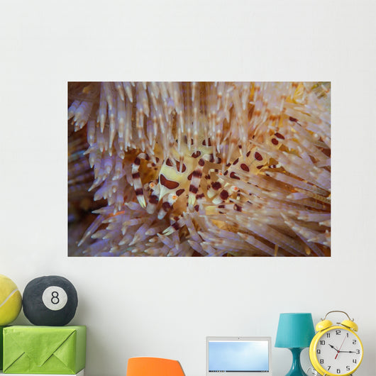Pair Coleman's Shrimp Live Wall Decal Design 1