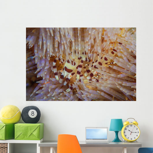 Pair Coleman's Shrimp Live Wall Decal Design 1