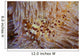 Pair Coleman's Shrimp Live Wall Decal Design 1