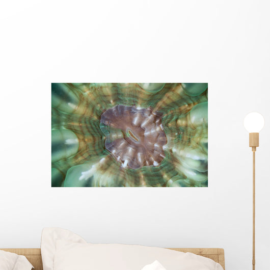 Detail Large Coral Polyp Wall Decal Design 2