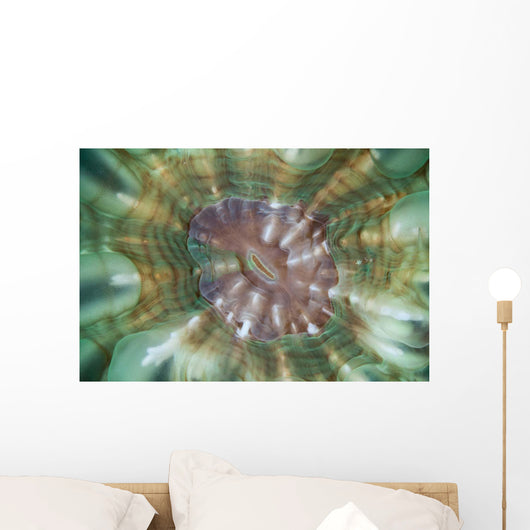 Detail Large Coral Polyp Wall Decal Design 2
