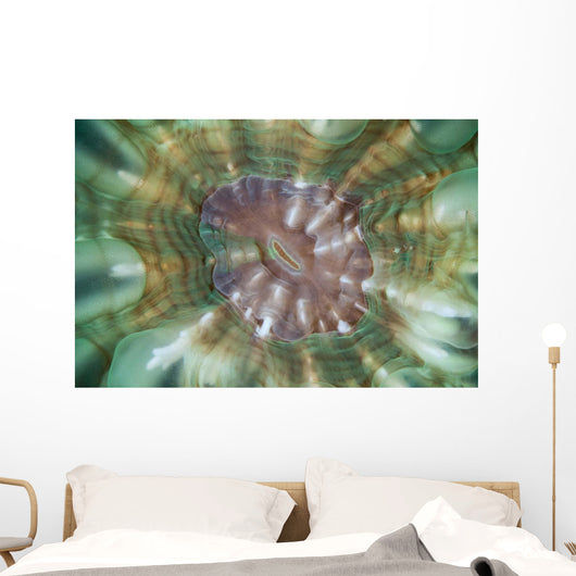 Detail Large Coral Polyp Wall Decal Design 2