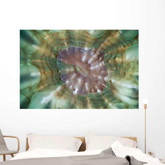 Detail Large Coral Polyp Wall Decal Design 2