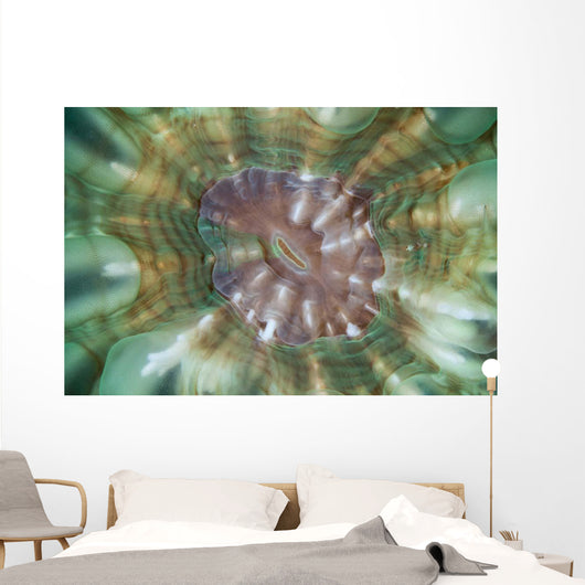 Detail Large Coral Polyp Wall Decal Design 2