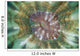 Detail Large Coral Polyp Wall Decal Design 2