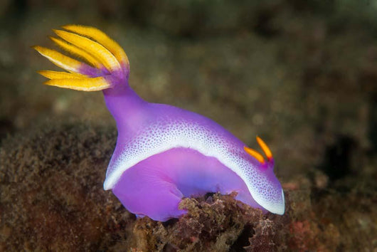 Purple Nudibranch Searching for Wall Decal