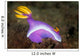 Purple Nudibranch Searching for Wall Decal