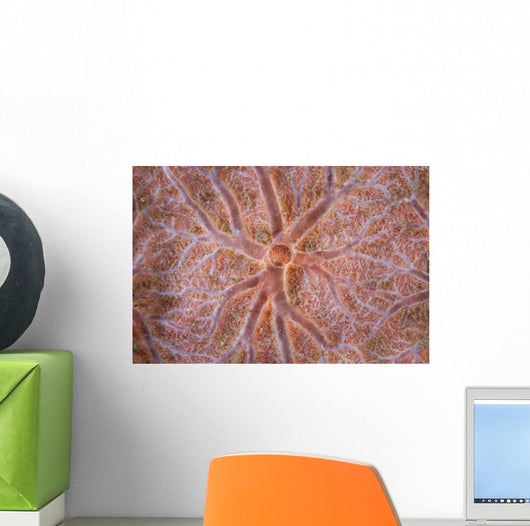 Detail Encrusting Sponge Growing Wall Decal Design 2