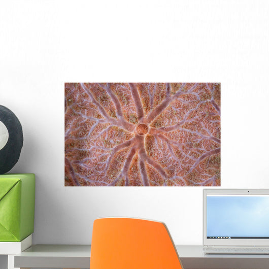 Detail Encrusting Sponge Growing Wall Decal Design 2