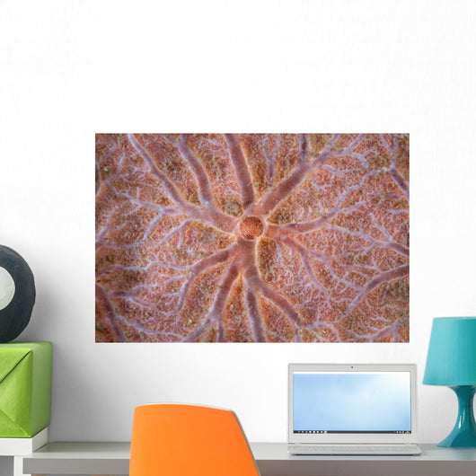 Detail Encrusting Sponge Growing Wall Decal Design 2