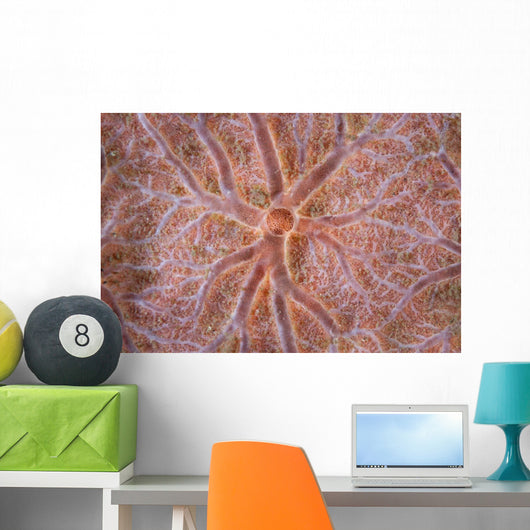 Detail Encrusting Sponge Growing Wall Decal Design 2