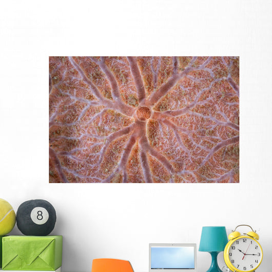 Detail Encrusting Sponge Growing Wall Decal Design 2