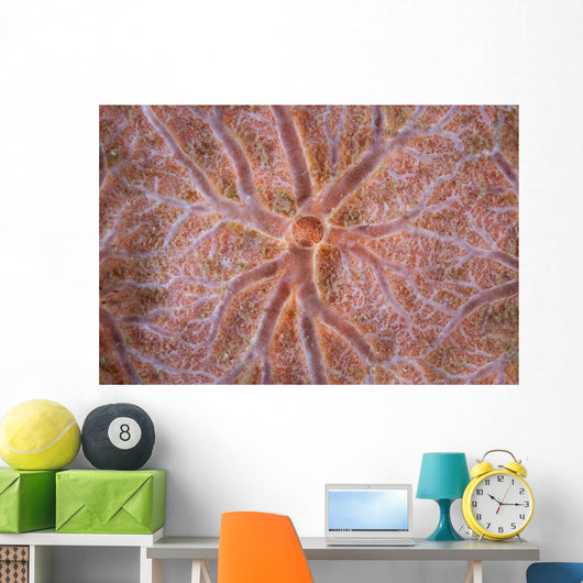Detail Encrusting Sponge Growing Wall Decal Design 2