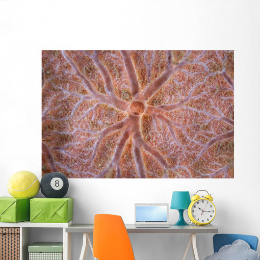 Detail Encrusting Sponge Growing Wall Decal Design 2