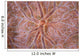 Detail Encrusting Sponge Growing Wall Decal Design 2