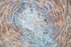 Detail Large Coral Polyp Wall Decal Design 1