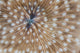 Detail Mushroom Coral Reef Wall Decal Design 2