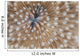 Detail Mushroom Coral Reef Wall Decal Design 2