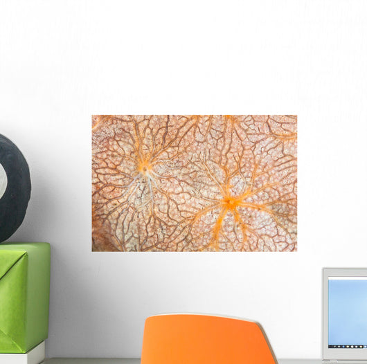 Detail Encrusting Sponge Growing Wall Decal Design 1