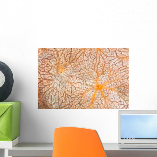 Detail Encrusting Sponge Growing Wall Decal Design 1