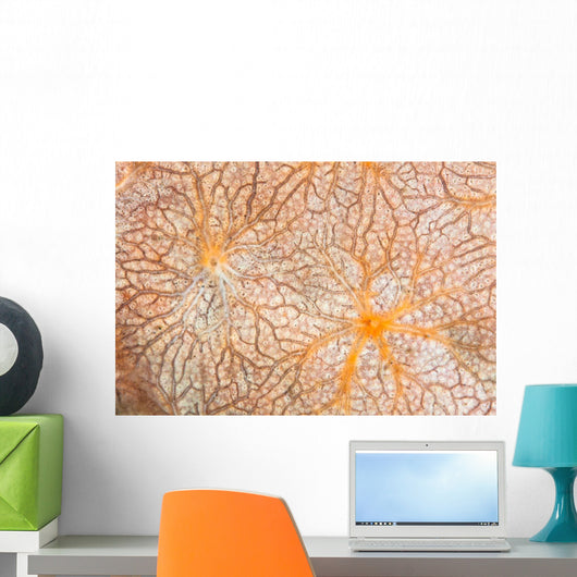 Detail Encrusting Sponge Growing Wall Decal Design 1