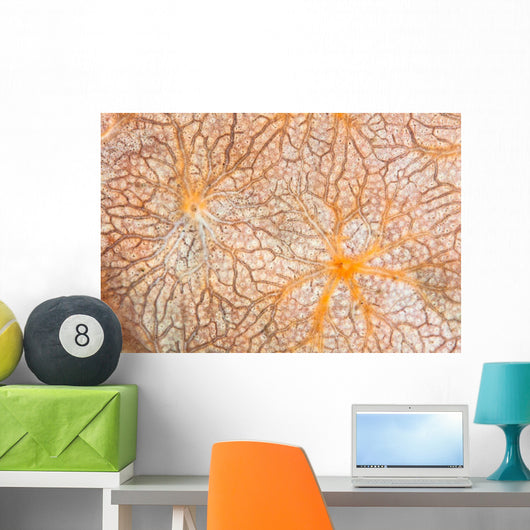 Detail Encrusting Sponge Growing Wall Decal Design 1