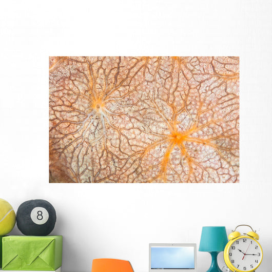 Detail Encrusting Sponge Growing Wall Decal Design 1