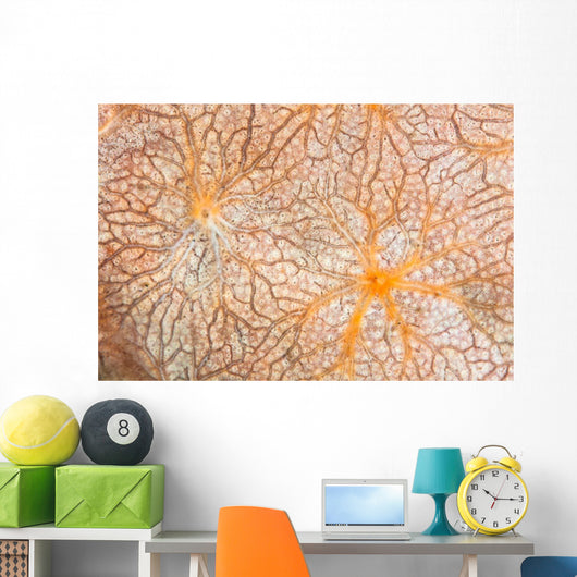 Detail Encrusting Sponge Growing Wall Decal Design 1