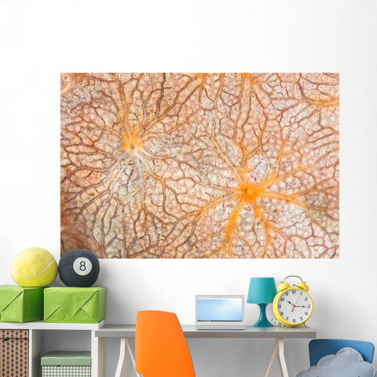 Detail Encrusting Sponge Growing Wall Decal Design 1