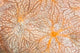 Detail Encrusting Sponge Growing Wall Decal Design 1